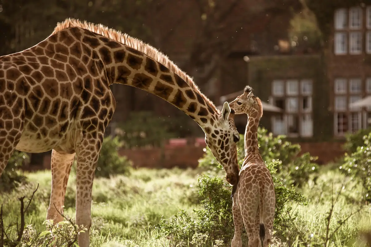 Giraffe-Manor-Voji-5.jpg.png