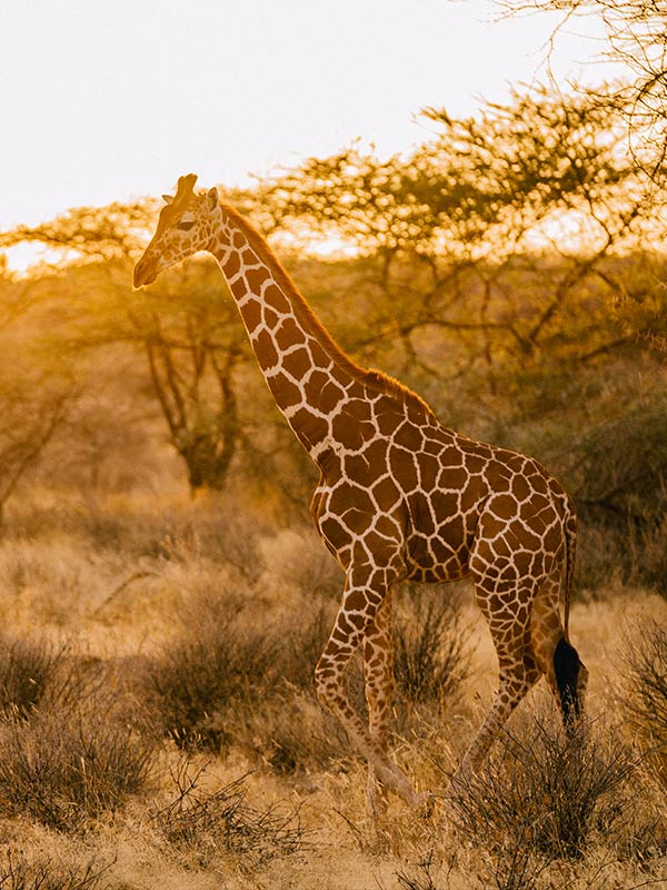 The-Safari-Collection-ULTIMATE-GIRAFFE-SAFARI.jpg