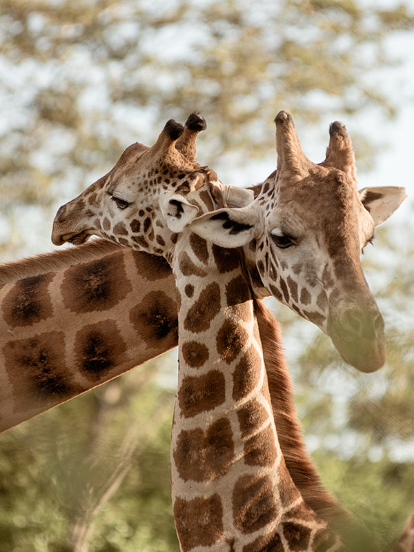 Giraffe-Activities-P-Giraffe-Center.jpg